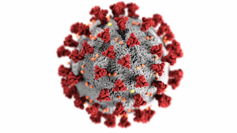 In this image depicting COVID-19 from the Centers for Disease Control and Prevention, the telltale protrusions first viewed by scientists examining the general coronavirus under an electron microscope in the 1960s are seen which led them to give the virus a name which reflected those large prongs, giving it a superficial resemblance to a crown.