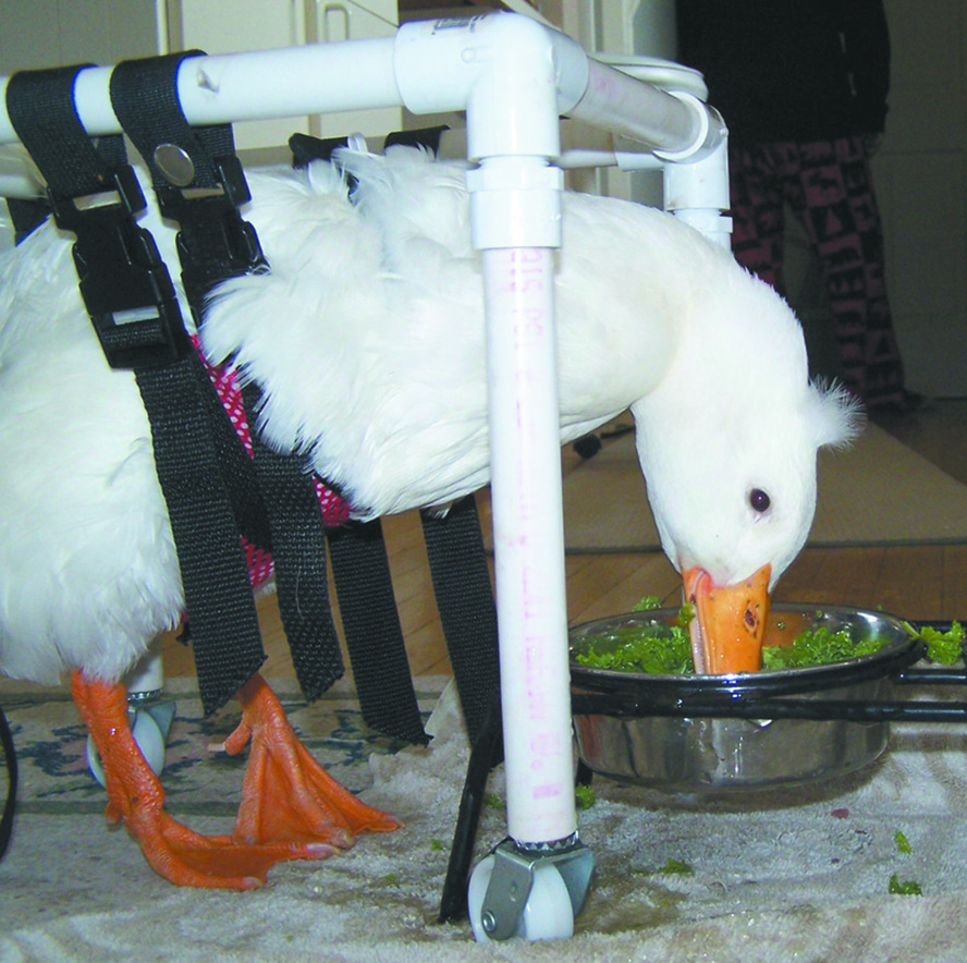 CELEBRITY QUACKER:  Lemon the Duck, the inspiration of a new children’s book.  The shore bird enjoys lunch while standing in an adaptive scooter made by a family friend.
